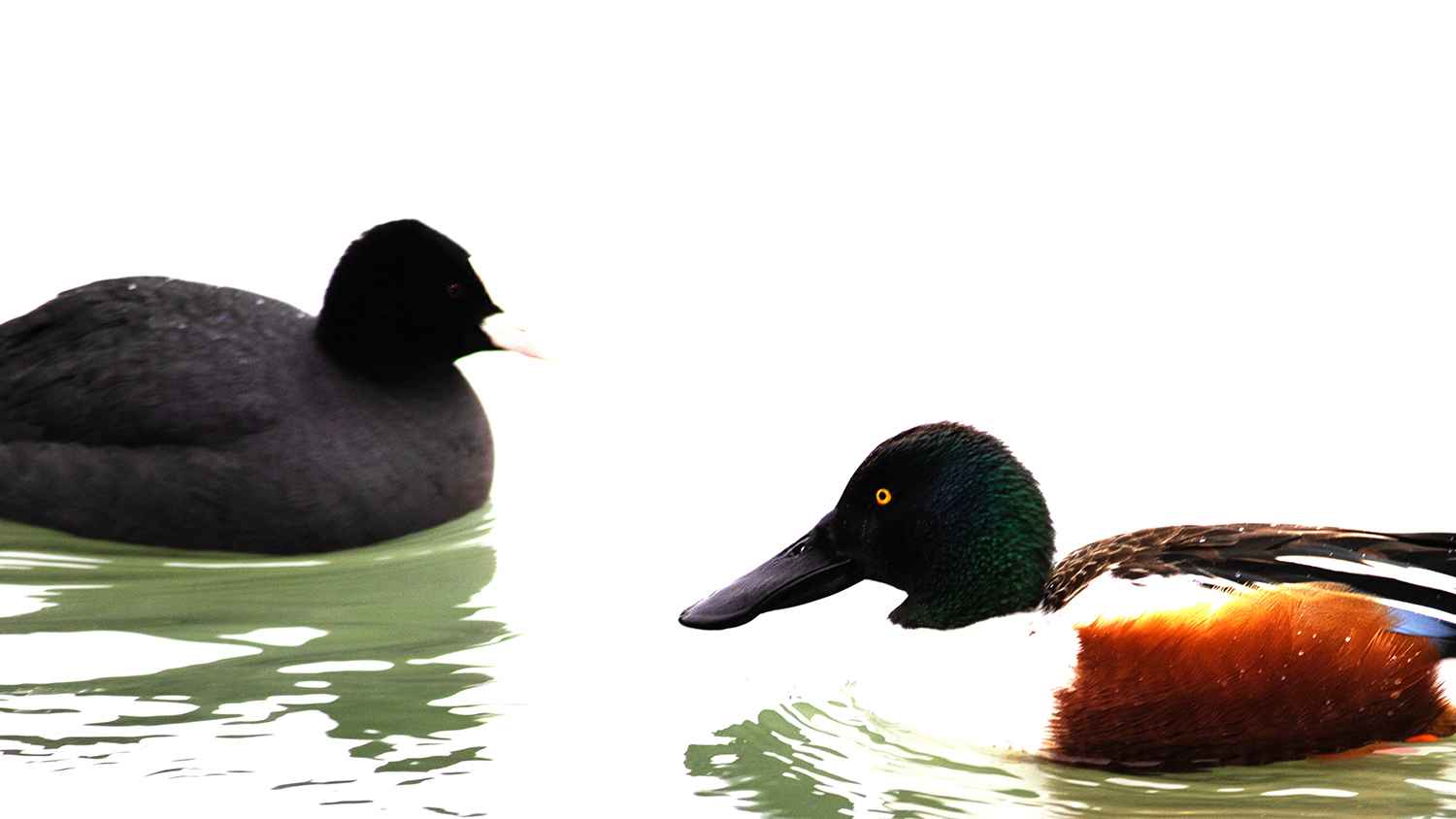 Northern Shoveler